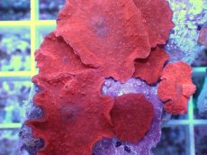 画像2: No.11 オーストラリア産 ディスクコーラルsp　レッド (2)