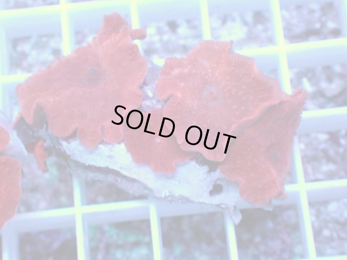 画像1: No.12 オーストラリア産 ディスクコーラルsp　レッド (1)