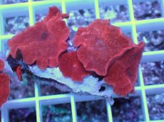 画像1: No.12 オーストラリア産 ディスクコーラルsp　レッド (1)