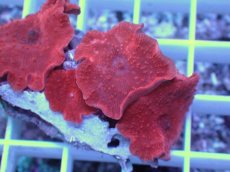 画像2: No.12 オーストラリア産 ディスクコーラルsp　レッド (2)