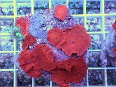 画像1: No.13 オーストラリア産 ディスクコーラルsp　レッド (1)