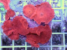 画像2: No.13 オーストラリア産 ディスクコーラルsp　レッド (2)
