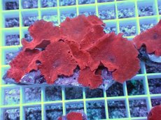 画像1: No.14 オーストラリア産 ディスクコーラルsp　レッド (1)