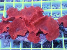 画像2: No.14 オーストラリア産 ディスクコーラルsp　レッド (2)