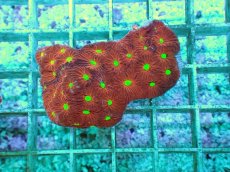 画像1: No.1 オーストラリア産 キクメイシsp (1)