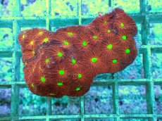 画像2: No.1 オーストラリア産 キクメイシsp (2)