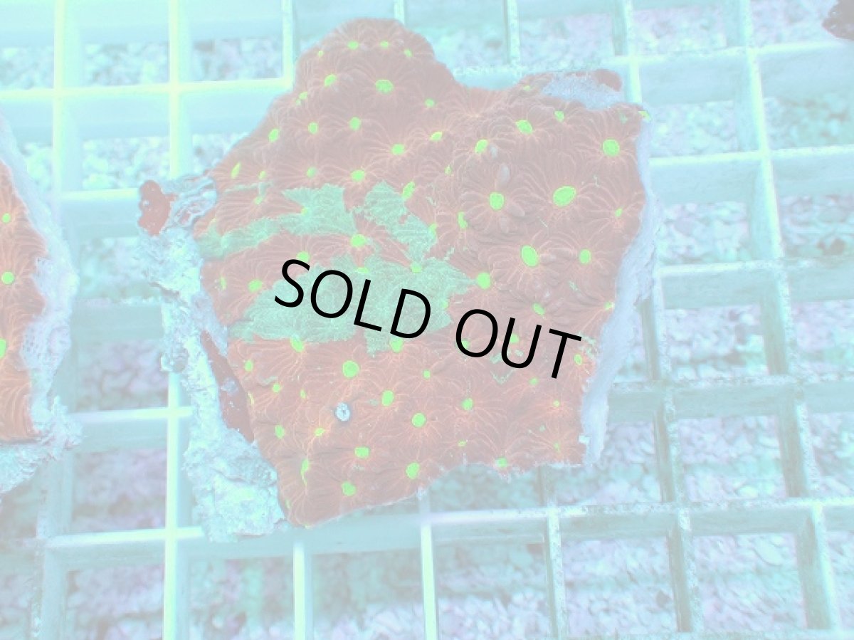 画像1: No.2 オーストラリア産 キクメイシsp (1)