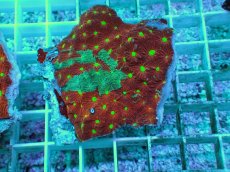 画像1: No.2 オーストラリア産 キクメイシsp (1)