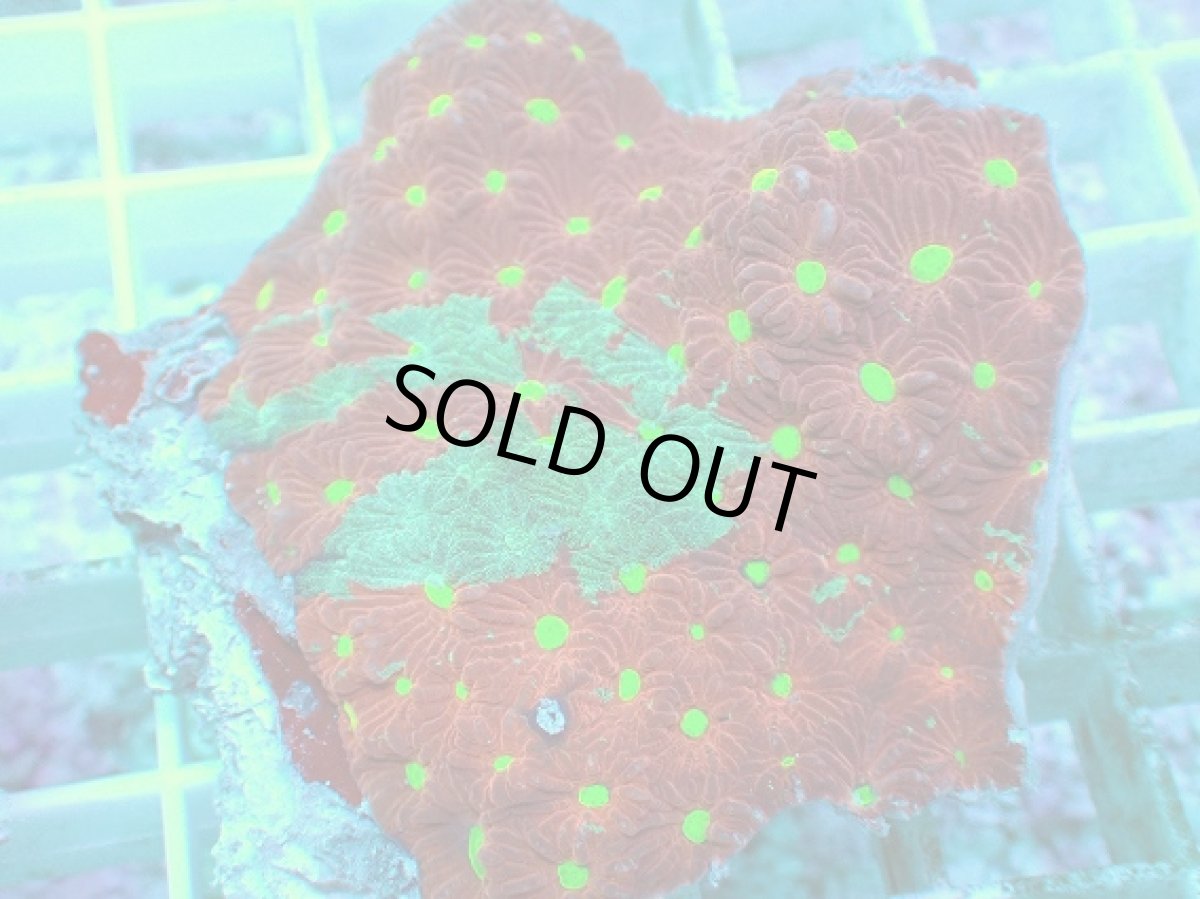 画像2: No.2 オーストラリア産 キクメイシsp (2)