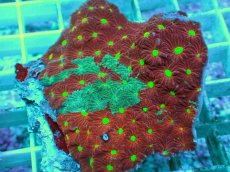 画像2: No.2 オーストラリア産 キクメイシsp (2)