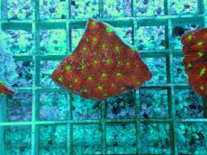 画像1: No.3 オーストラリア産 キクメイシsp (1)