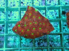 画像2: No.3 オーストラリア産 キクメイシsp (2)