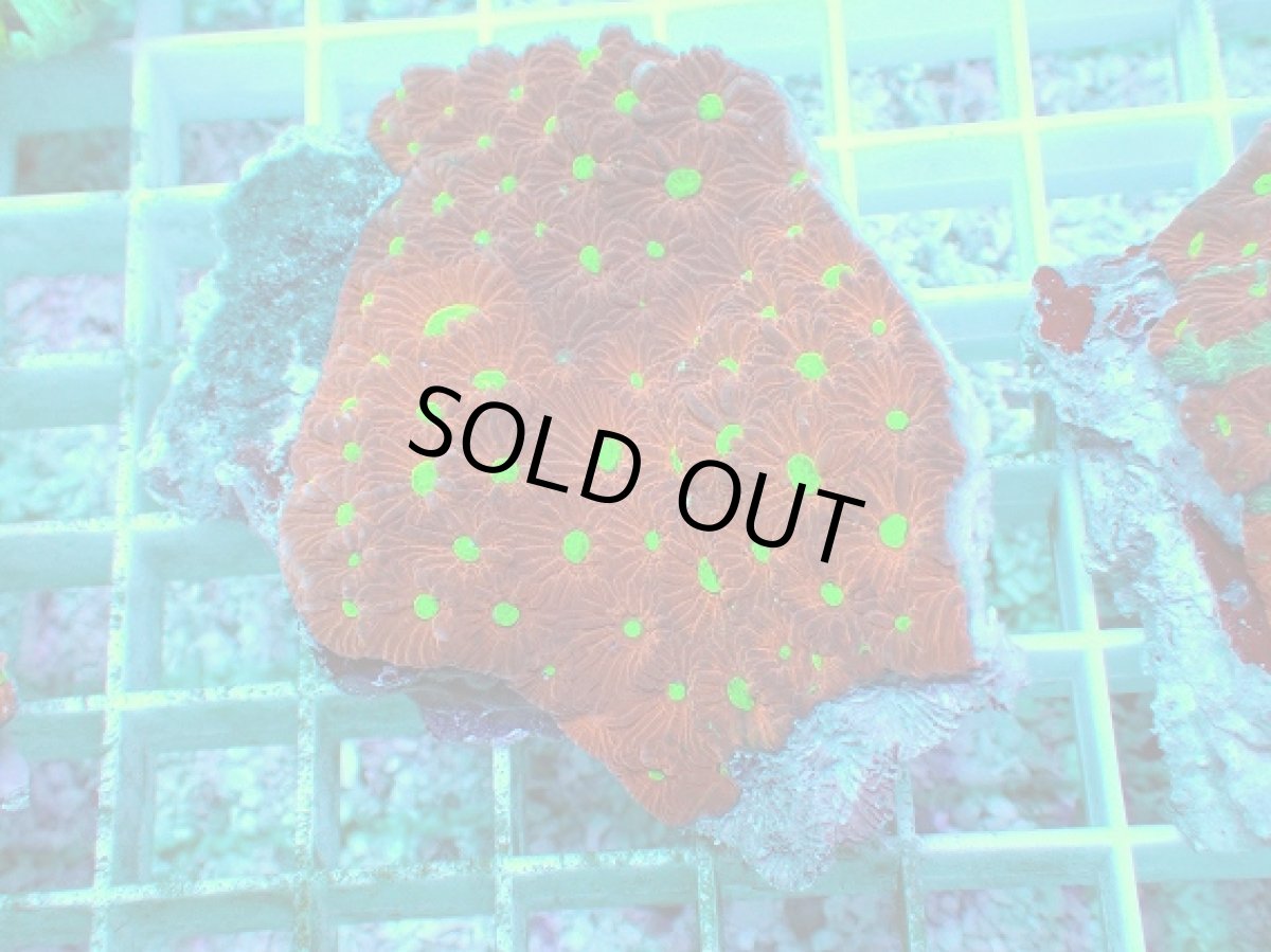 画像1: No.4 オーストラリア産 キクメイシsp (1)