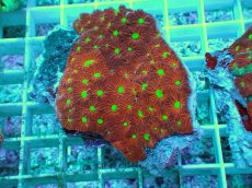 画像1: No.4 オーストラリア産 キクメイシsp (1)