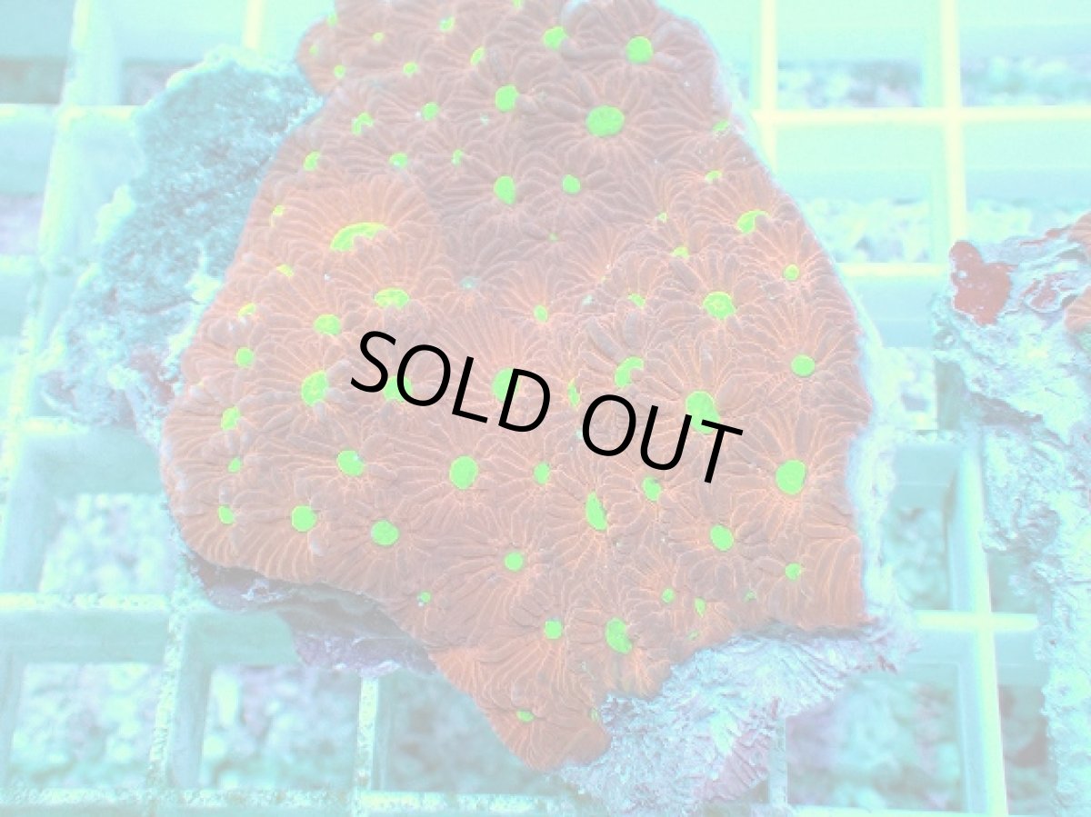 画像2: No.4 オーストラリア産 キクメイシsp (2)