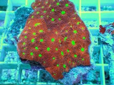 画像2: No.4 オーストラリア産 キクメイシsp (2)