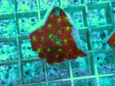 画像2: No.5 オーストラリア産 キクメイシsp (2)