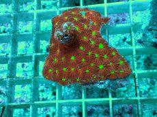 画像1: No.6 オーストラリア産 キクメイシsp (1)