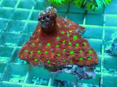 画像2: No.6 オーストラリア産 キクメイシsp (2)