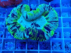 画像1: No.21 オーストラリア産 オオバナサンゴ　ブルーグリーン (1)
