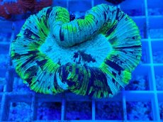 画像2: No.21 オーストラリア産 オオバナサンゴ　ブルーグリーン (2)