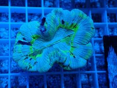 画像1: No.22 オーストラリア産 オオバナサンゴ　ブルーグリーン (1)