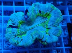 画像2: No.22 オーストラリア産 オオバナサンゴ　ブルーグリーン (2)