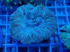 画像1: No.23 オーストラリア産 オオバナサンゴ　ブルー (1)