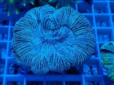 画像2: No.23 オーストラリア産 オオバナサンゴ　ブルー (2)