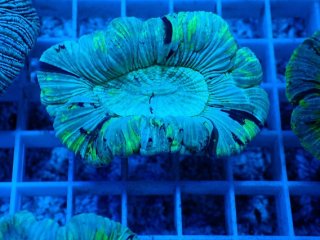 サンゴ育成LED照明 SPECTRA スペクトラ SP200 - AQUASTYLE YOU（アクア