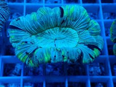 画像2: No.24 オーストラリア産 オオバナサンゴ　ブルーグリーン (2)