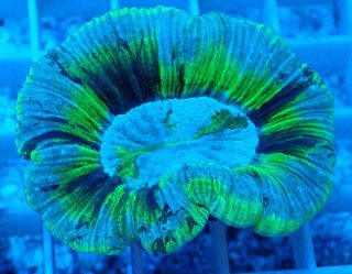 値下げ！オーストラリア産　オオバナサンゴ 値下げ！オーストラリア産 オオバナサンゴ 値下げ！オーストラリア産