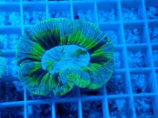 画像2: No.25 オーストラリア産 オオバナサンゴ　ブルーグリーン (2)