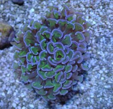 画像1: No.12 オーストラリア産 ナガレハナサンゴ ツートン (1)