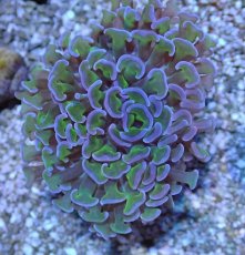 画像2: No.12 オーストラリア産 ナガレハナサンゴ ツートン (2)