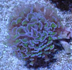 画像1: No.13 オーストラリア産 ナガレハナサンゴ ツートン (1)