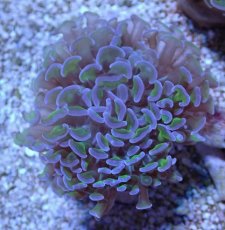 画像2: No.13 オーストラリア産 ナガレハナサンゴ ツートン (2)