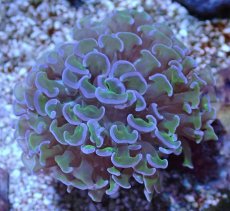 画像1: No.14 オーストラリア産 ナガレハナサンゴ ツートン (1)