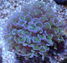 画像2: No.14 オーストラリア産 ナガレハナサンゴ ツートン (2)