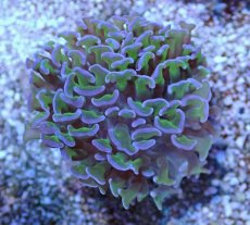 画像1: No.15 オーストラリア産 ナガレハナサンゴ ツートン (1)