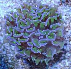 画像2: No.15 オーストラリア産 ナガレハナサンゴ ツートン (2)