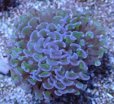 画像1: No.16 オーストラリア産 ナガレハナサンゴ ツートン (1)