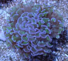 画像2: No.16 オーストラリア産 ナガレハナサンゴ ツートン (2)