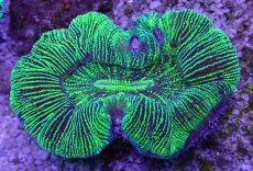 画像1: No.27 オーストラリア産 オオバナサンゴ グリーン (1)