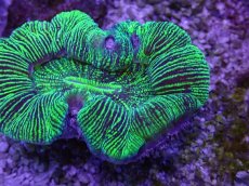 画像2: No.27 オーストラリア産 オオバナサンゴ グリーン (2)