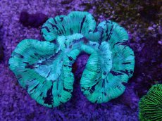 画像1: No.28 オーストラリア産 オオバナサンゴ ブルー (1)