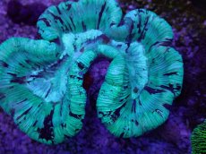 画像2: No.28 オーストラリア産 オオバナサンゴ ブルー (2)