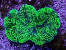 画像1: No.30 オーストラリア産 オオバナサンゴ グリーン (1)