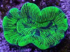 画像2: No.30 オーストラリア産 オオバナサンゴ グリーン (2)