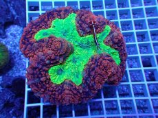 画像1: No.10 オーストラリア産 ハナガタサンゴ　メタリックツートン (1)